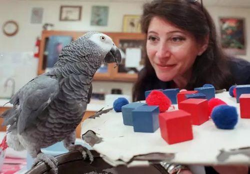 鹦鹉爆料主人出轨了吗视频,主人出轨事件大揭秘  第2张