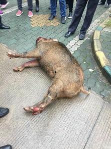 武汉野猪爆料事件视频最新,真相与谣言的较量